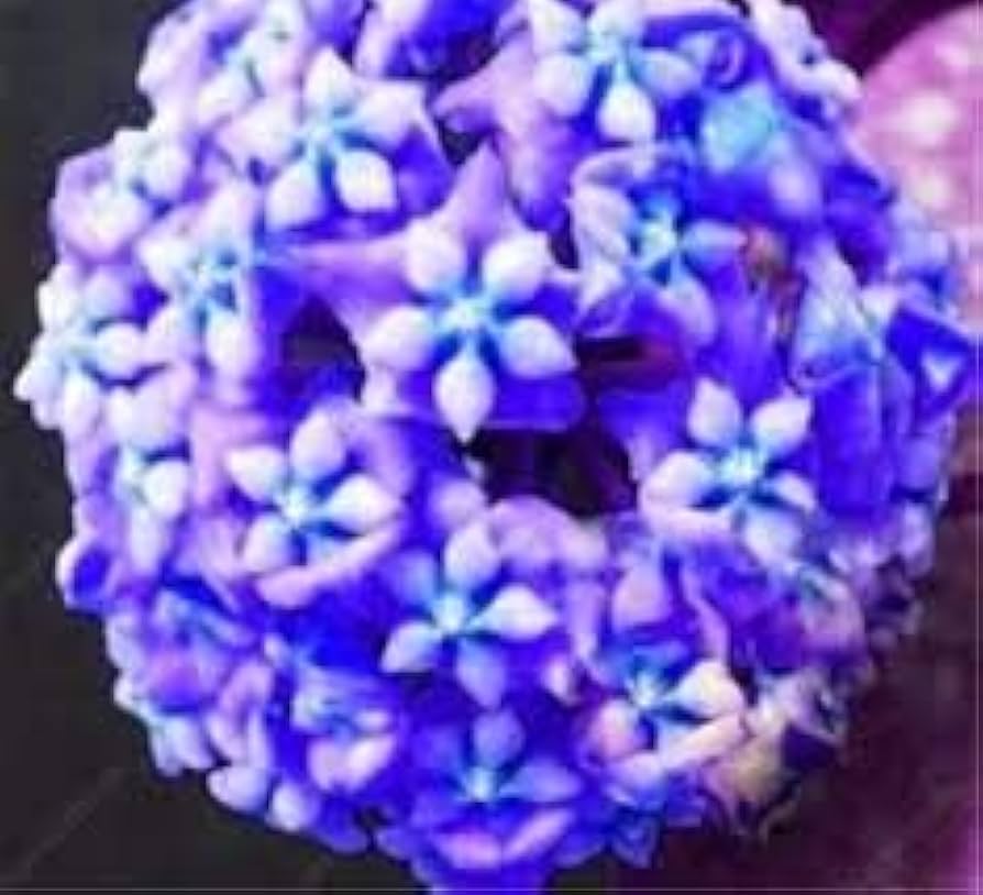 Blue Hoya Flower Seeds for Planting 100 pcs