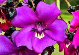 Flower Seeds, Seeds for Planting, Plant Seeds