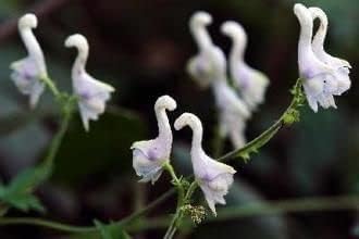 Flower Seeds, Seeds for Planting, Plant Seeds