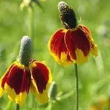 mexican hat flower seeds