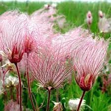 Flower Seeds, Seeds for Planting, Plant Seeds