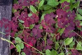 oxalis plant flower seeds