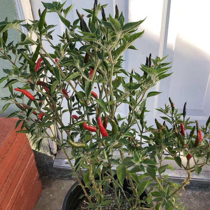 Capsicum Pepper Seeds for Planting