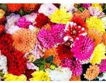 Flower Seeds, Seeds for Planting, Plant Seeds