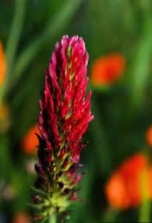 Flower Seeds, Seeds for Planting, Plant Seeds