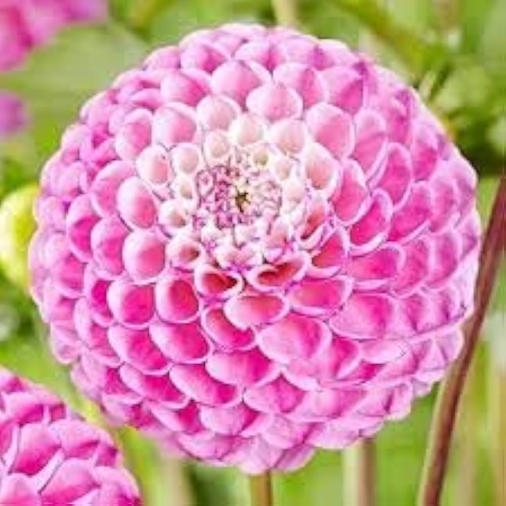 pompon dahlia flower seeds