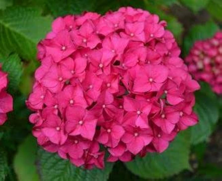 Red Baron Hydrangea Flower Seeds for Planting – Heirloom Non-GMO Organic Garden Seeds with High Germination