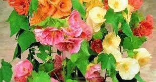 abutilon bellvue flower seeds