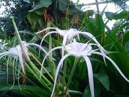 Flower Seeds, Seeds for Planting, Plant Seeds