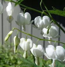 white heirloom flower seeds