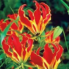gloriosa flower flower seeds