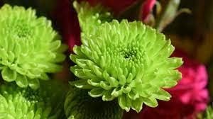 Flower Seeds, Seeds for Planting, Plant Seeds