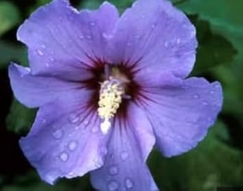 Flower Seeds, Seeds for Planting, Plant Seeds