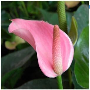 Flower Seeds, Seeds for Planting, Plant Seeds