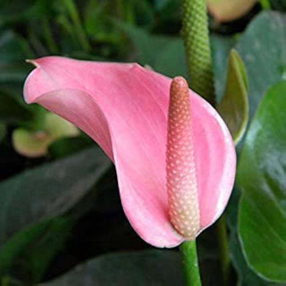 Anthurium lyserøde blomsterfrø til plantning - 100 stk