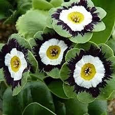 Flower Seeds, Seeds for Planting, Plant Seeds