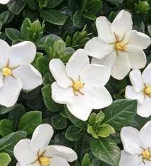 heirloom non flower seeds