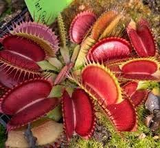 Flower Seeds, Seeds for Planting, Plant Seeds