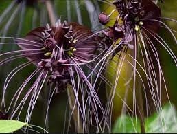 tiger orchid flower seeds