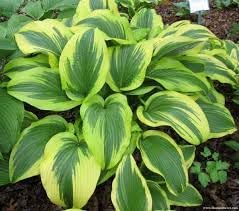 heirloom non flower seeds