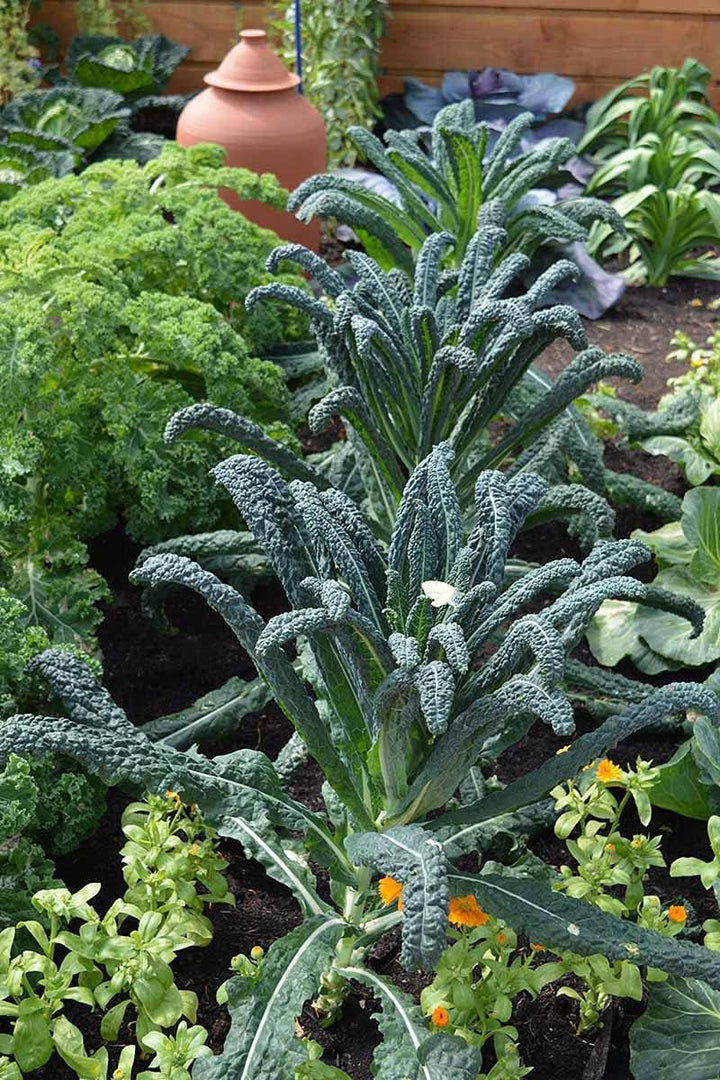 Lacinato Kale Seeds for Planting