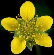 Flower Seeds, Seeds for Planting, Plant Seeds