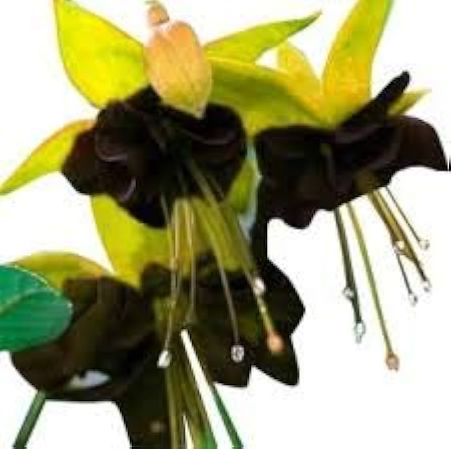 Black Green Fuchsia Flower Seeds for Planting - 100 pcs