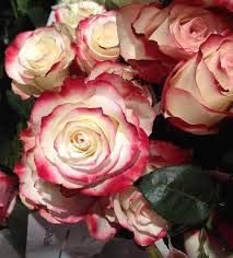 Flower Seeds, Seeds for Planting, Plant Seeds