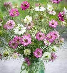heirloom non flower seeds