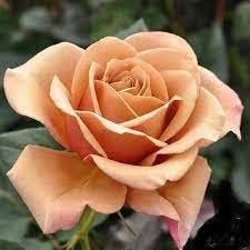 Flower Seeds, Seeds for Planting, Plant Seeds