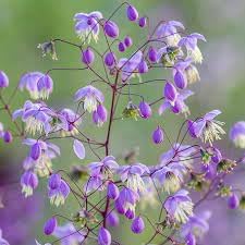 Flower Seeds, Seeds for Planting, Plant Seeds