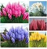 pampas plant flower seeds
