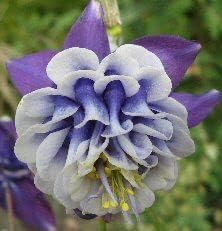 heirloom non flower seeds