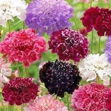 Flower Seeds, Seeds for Planting, Plant Seeds
