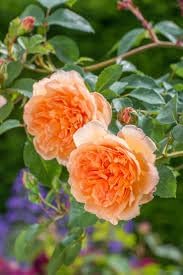 Flower Seeds, Seeds for Planting, Plant Seeds