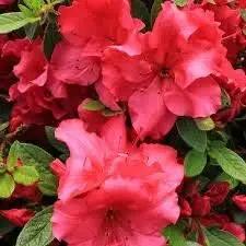 red heirloom flower seeds