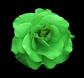 Flower Seeds, Seeds for Planting, Plant Seeds