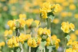 Jerusalem Sage Yellow Flower Seeds for Planting