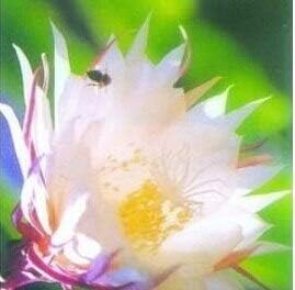 Flower Seeds, Seeds for Planting, Plant Seeds