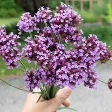 Flower Seeds, Seeds for Planting, Plant Seeds