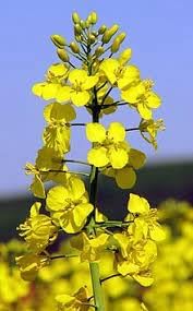 wikipedia flower flower seeds