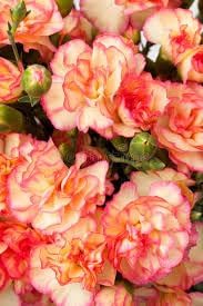 Flower Seeds, Seeds for Planting, Plant Seeds