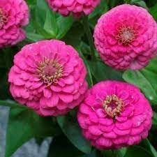 elegans flower flower seeds