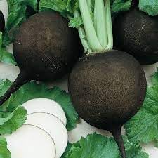 Black Radish Seeds for Planting