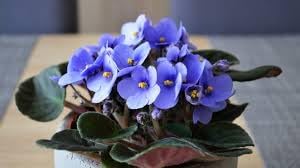 Flower Seeds, Seeds for Planting, Plant Seeds