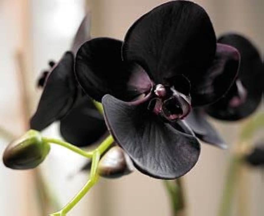black cymbidium flower seeds