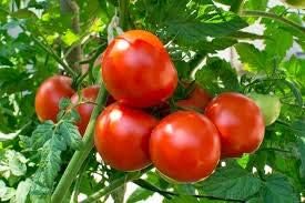 Tomato Vegetable Seeds for Planting