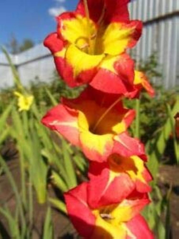 Organic Yellow Red Gladiolus Flower Seeds for Planting – Heirloom, Non-GMO, High Germination Perennial Blooms