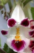 Flower Seeds, Seeds for Planting, Plant Seeds