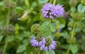 Purple Pennyroyal Herb Plant Seeds for Planting-Natural Garden Enhancement